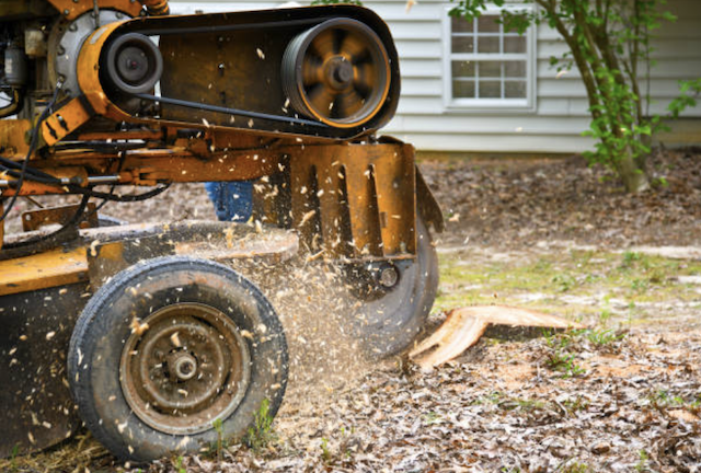 stump removal in Eden Isle