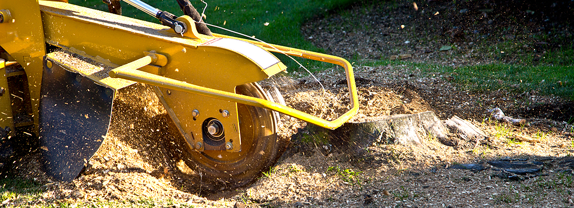 LA Stump Removal